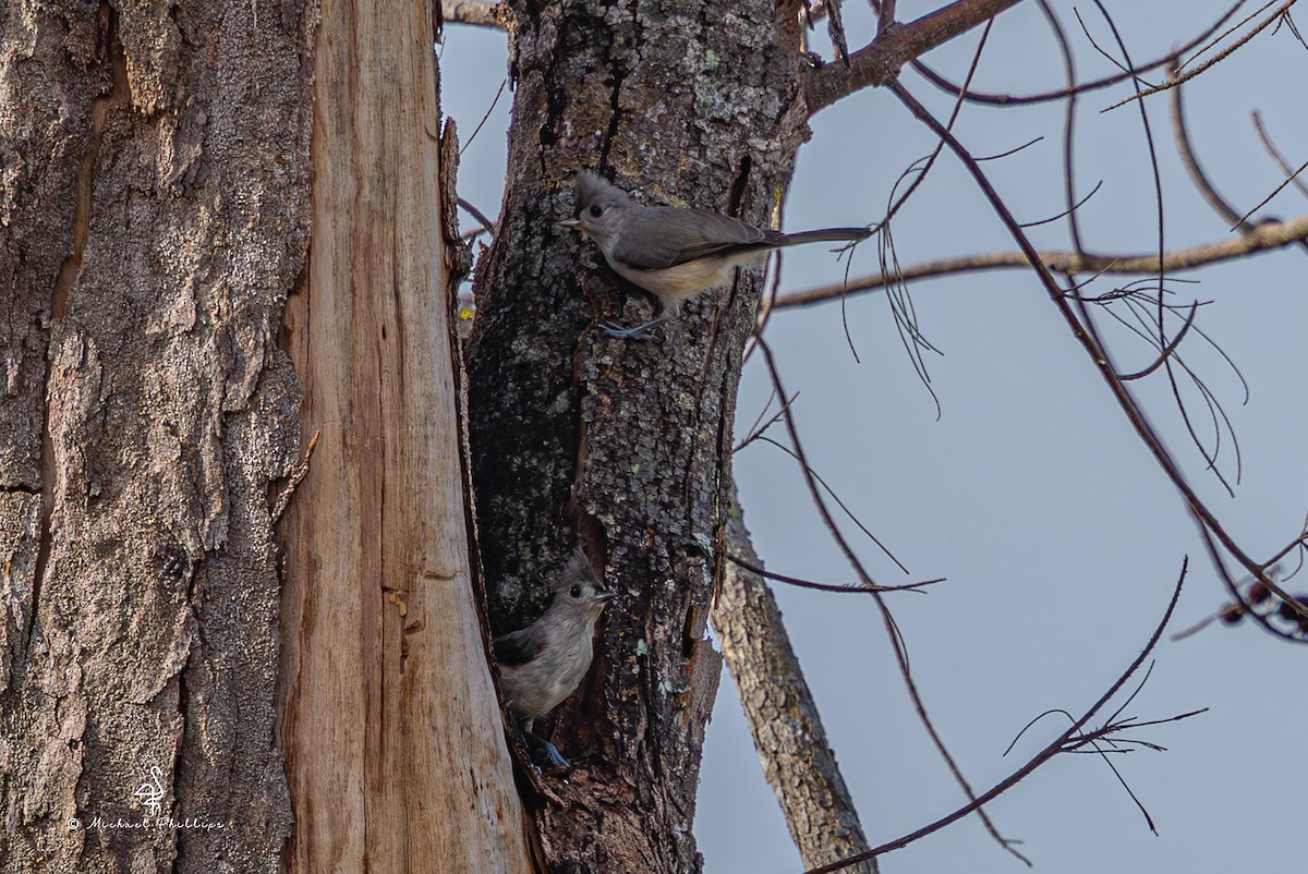 Tufted Titmouse - ML637693665