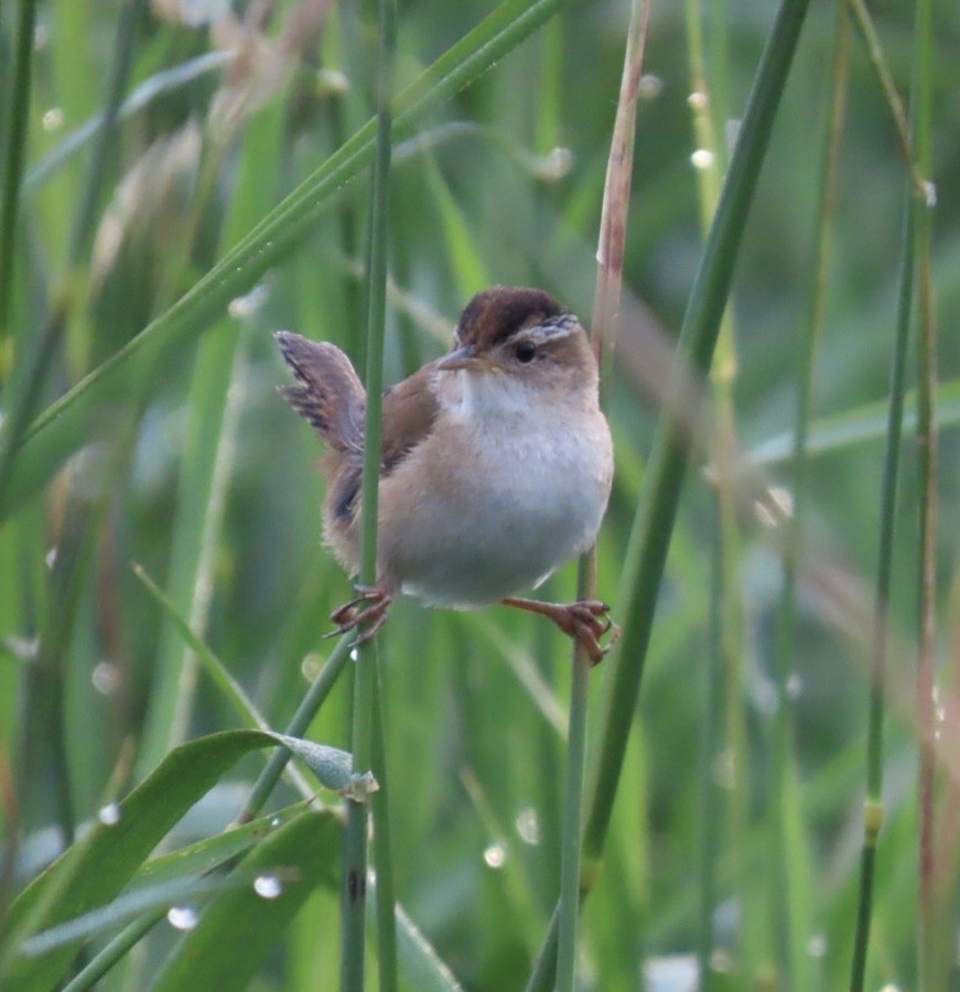 Marsh Wren - ML637693666
