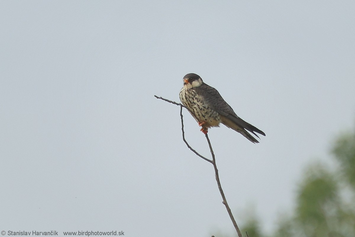 Amur Falcon - Stanislav Harvančík