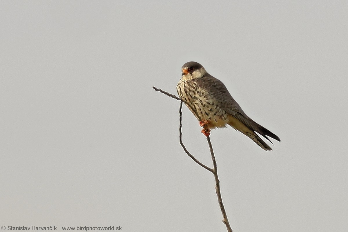 Amur Falcon - Stanislav Harvančík