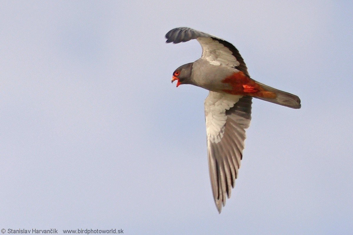 Amur Falcon - Stanislav Harvančík