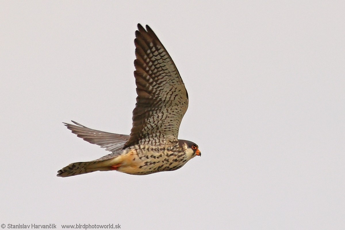 Amur Falcon - Stanislav Harvančík