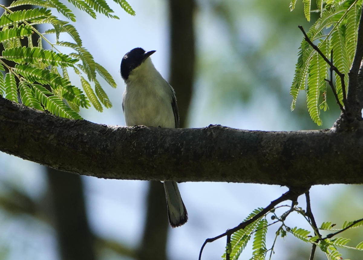 White-lored Gnatcatcher - ML637693690
