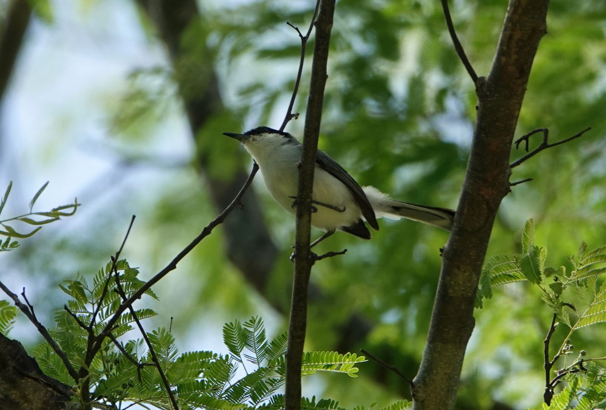 White-lored Gnatcatcher - ML637693691