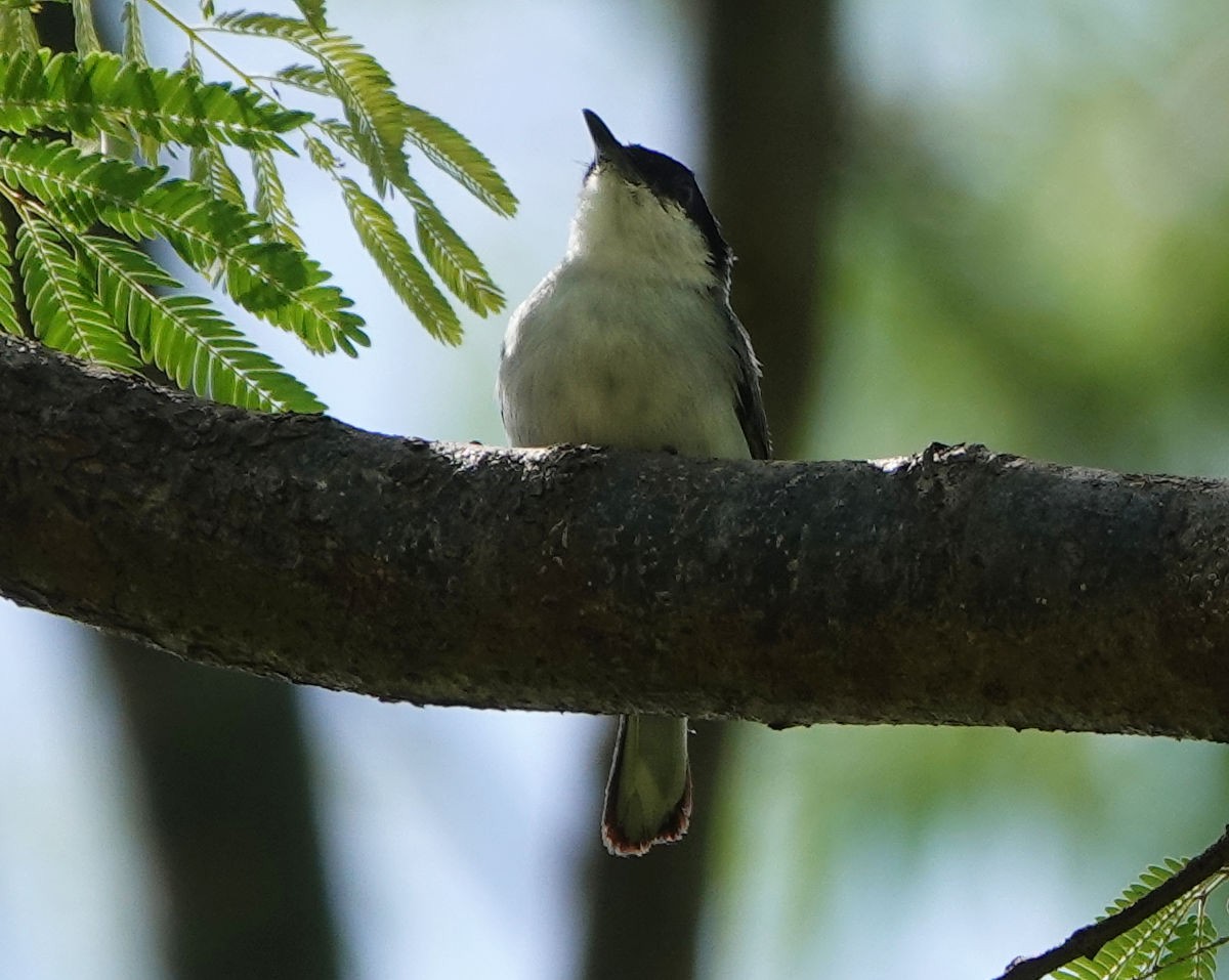 White-lored Gnatcatcher - ML637693692