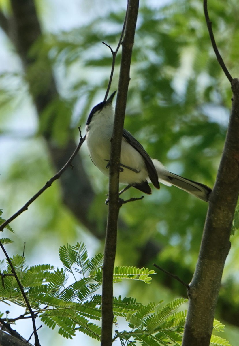 White-lored Gnatcatcher - ML637693693