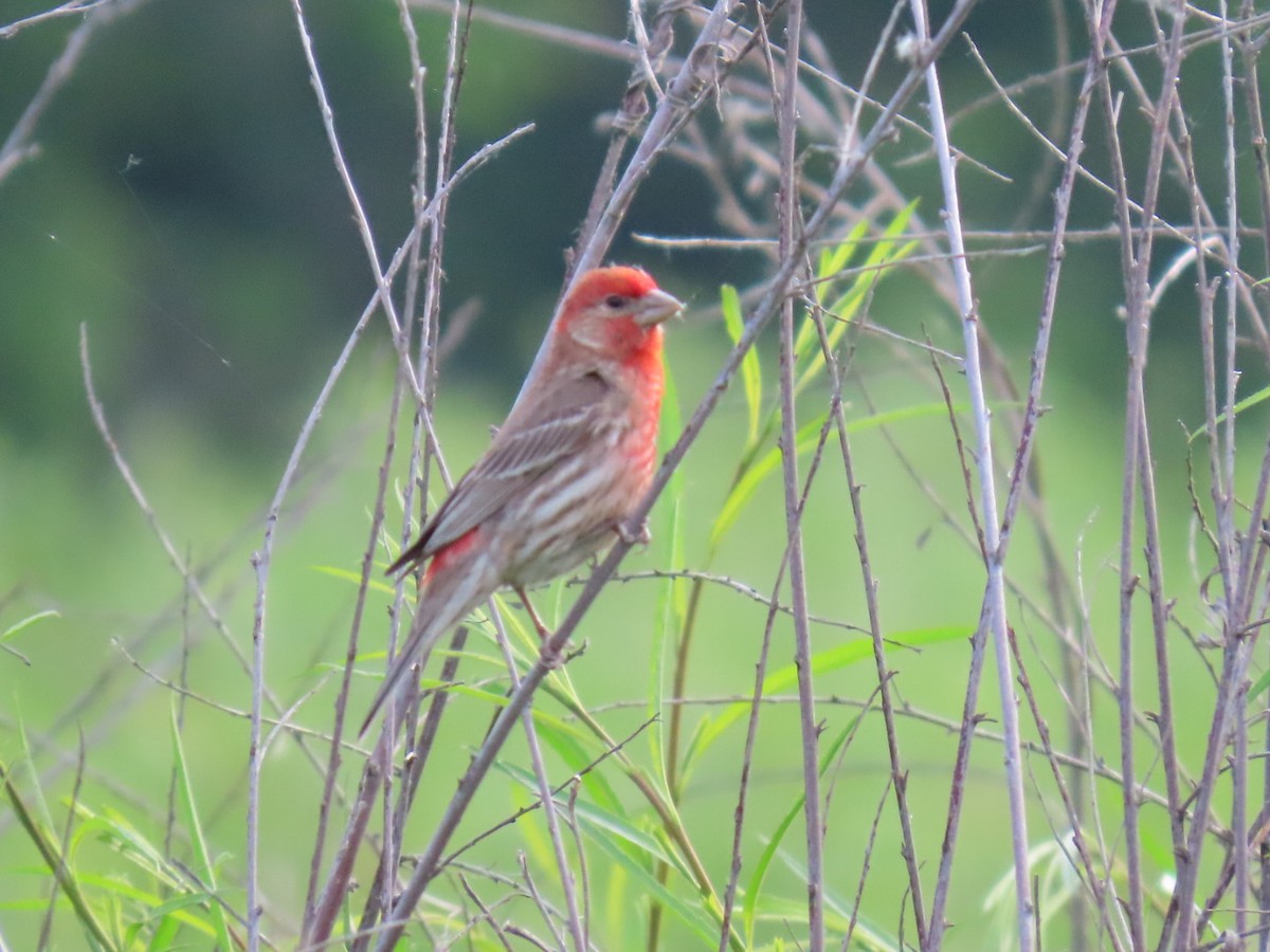 House Finch - ML637693710