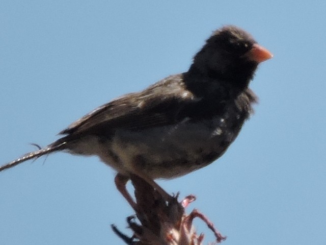 Band-tailed Sierra Finch - ML637693757