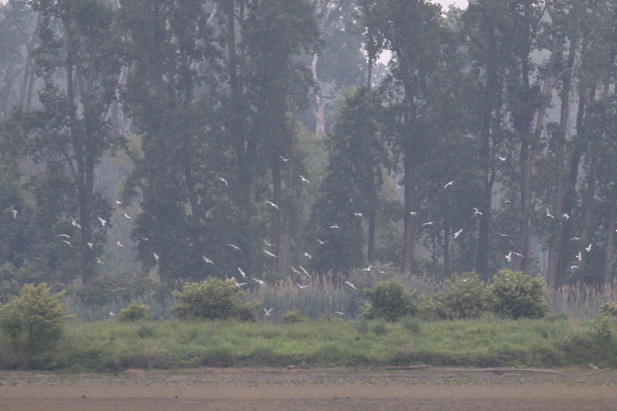 Common Tern - ML637693803