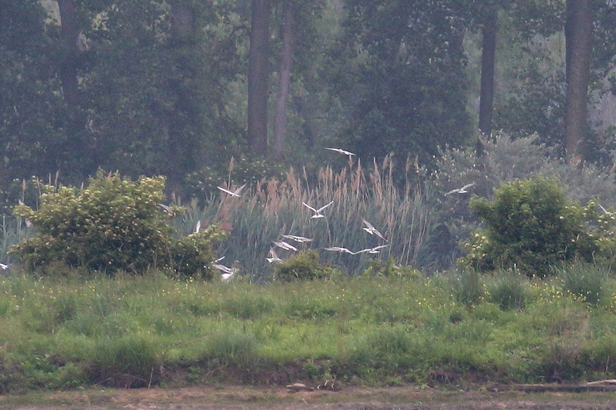 Common Tern - ML637693826