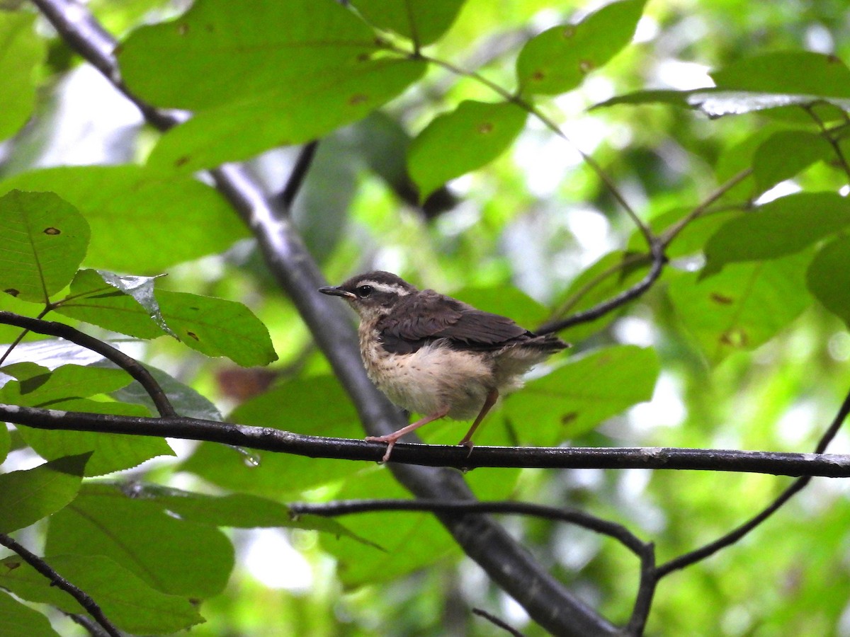 Louisiana Waterthrush - Pete Huffer