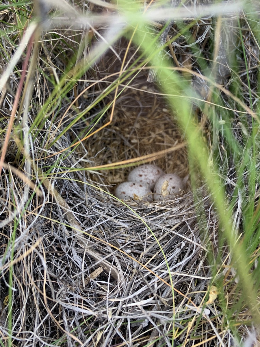 Vesper Sparrow - ML637693850