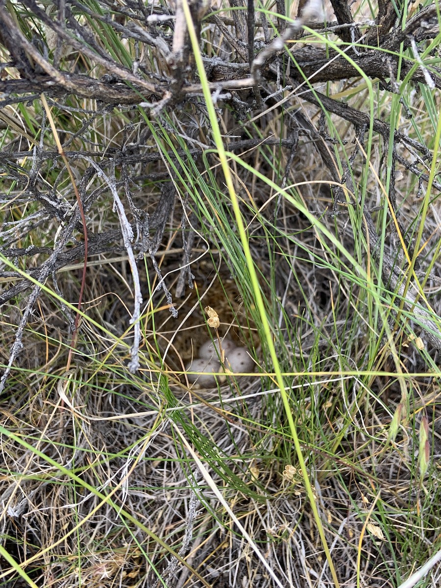 Vesper Sparrow - ML637693851