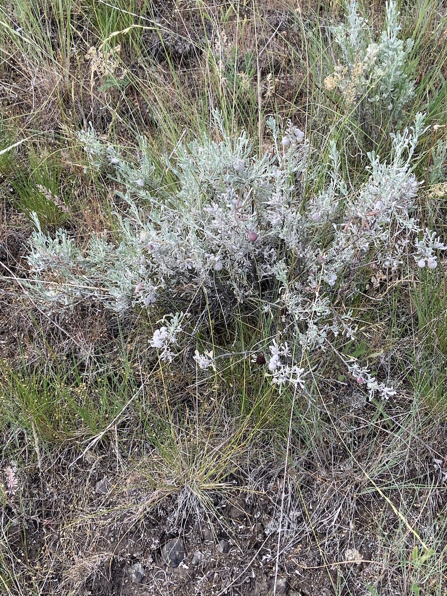 Vesper Sparrow - ML637693852
