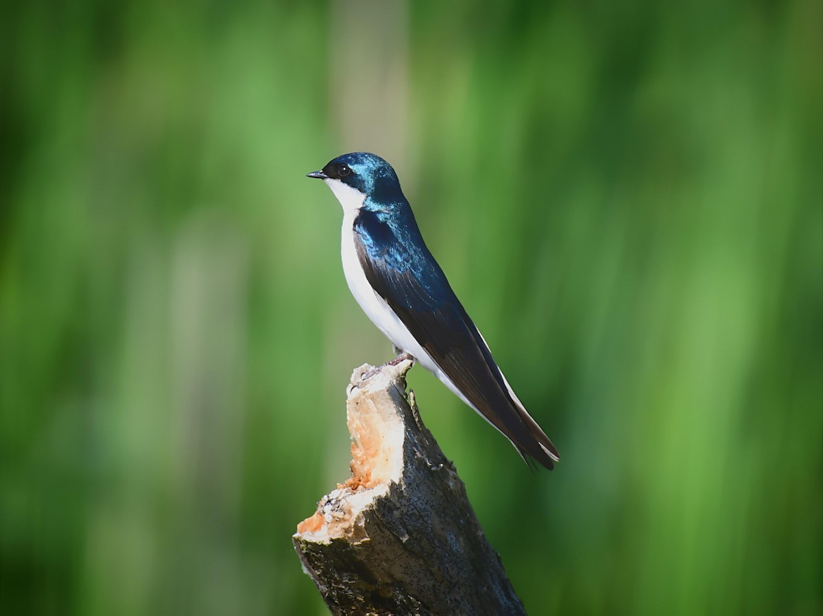Tree Swallow - ML637693860