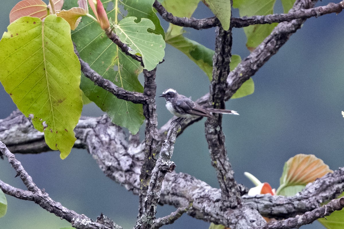 White-browed Fantail - ML637693888
