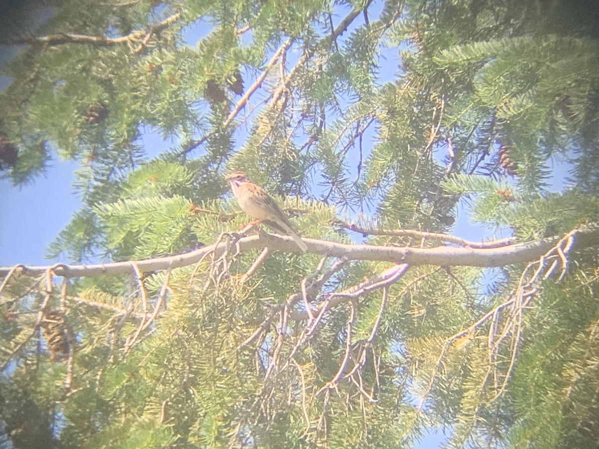 Lark Sparrow - ML637693911