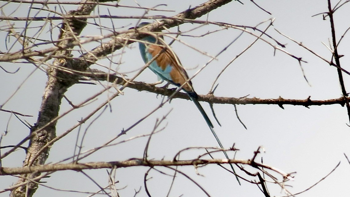 Abyssinian Roller - ML637693933