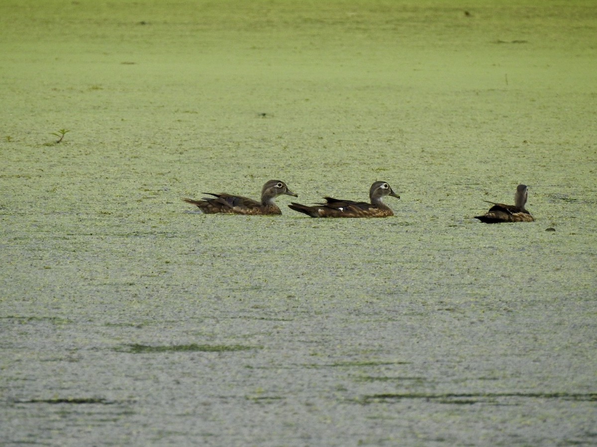 Wood Duck - ML637693952