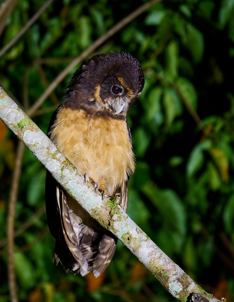 Tawny-browed Owl - ML637693977