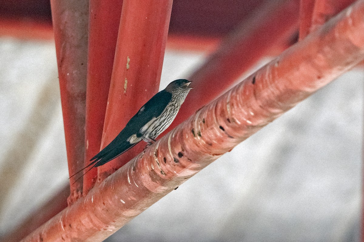 Eastern Red-rumped Swallow (Striated) - ML637694001