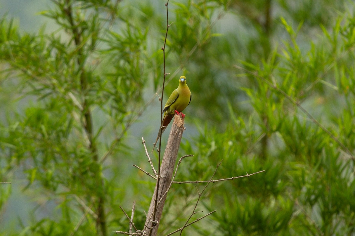 Pin-tailed Green-Pigeon - ML637694020