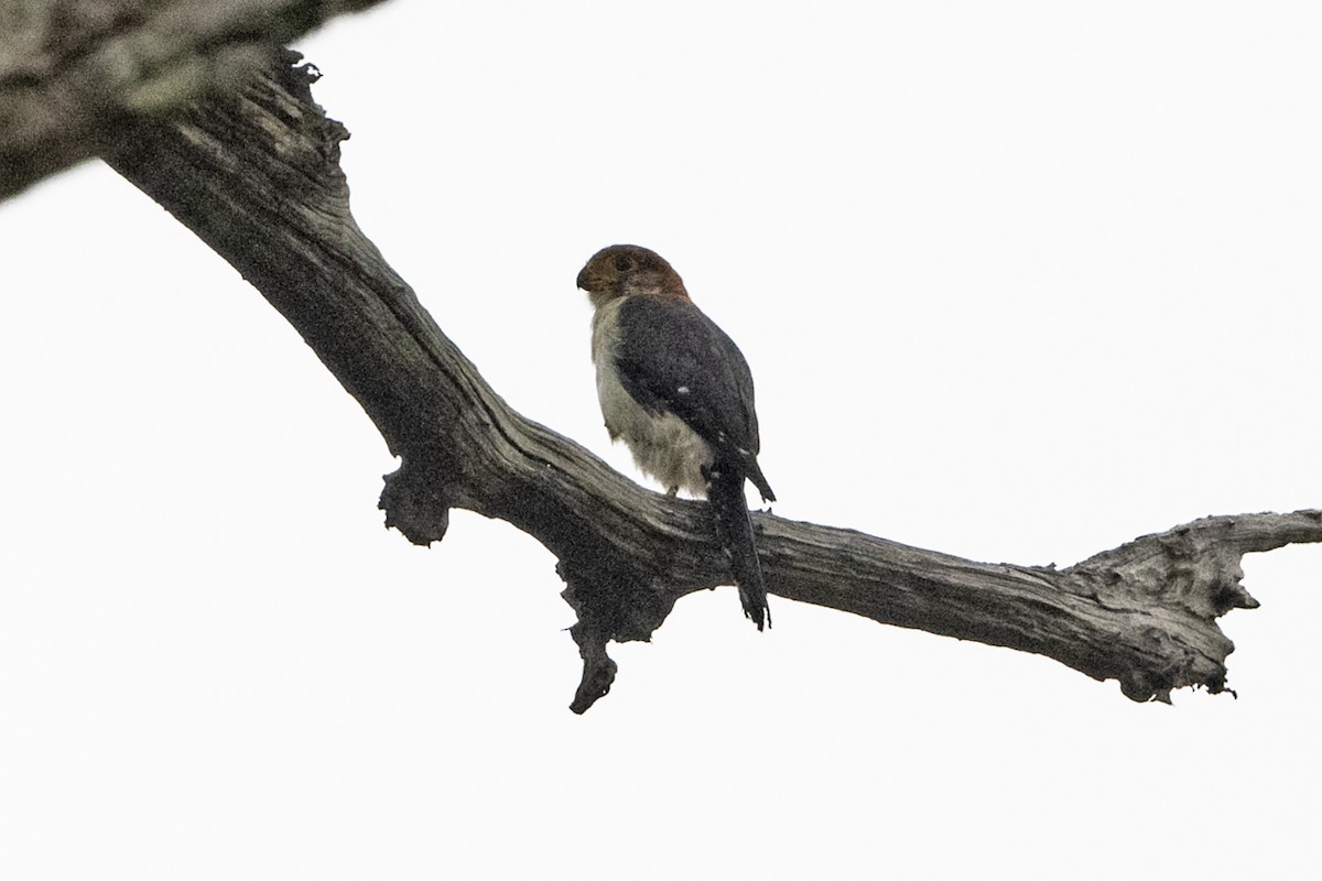 White-rumped Falcon - ML637694038