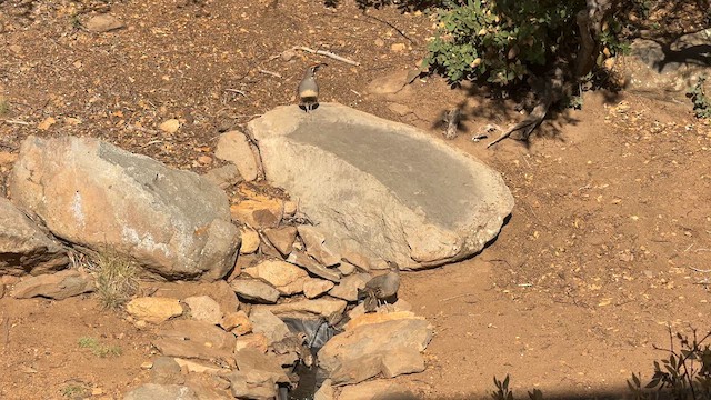 Gambel's Quail - ML637694044