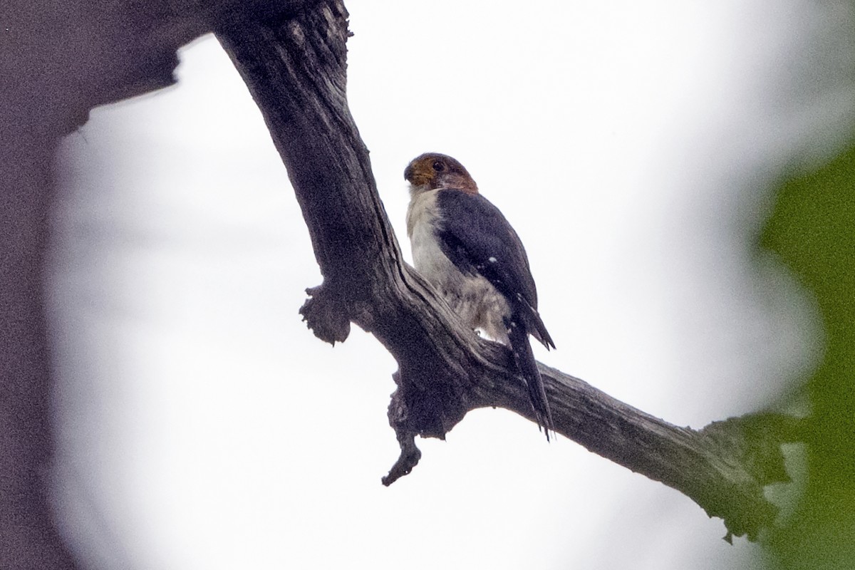 White-rumped Falcon - ML637694045
