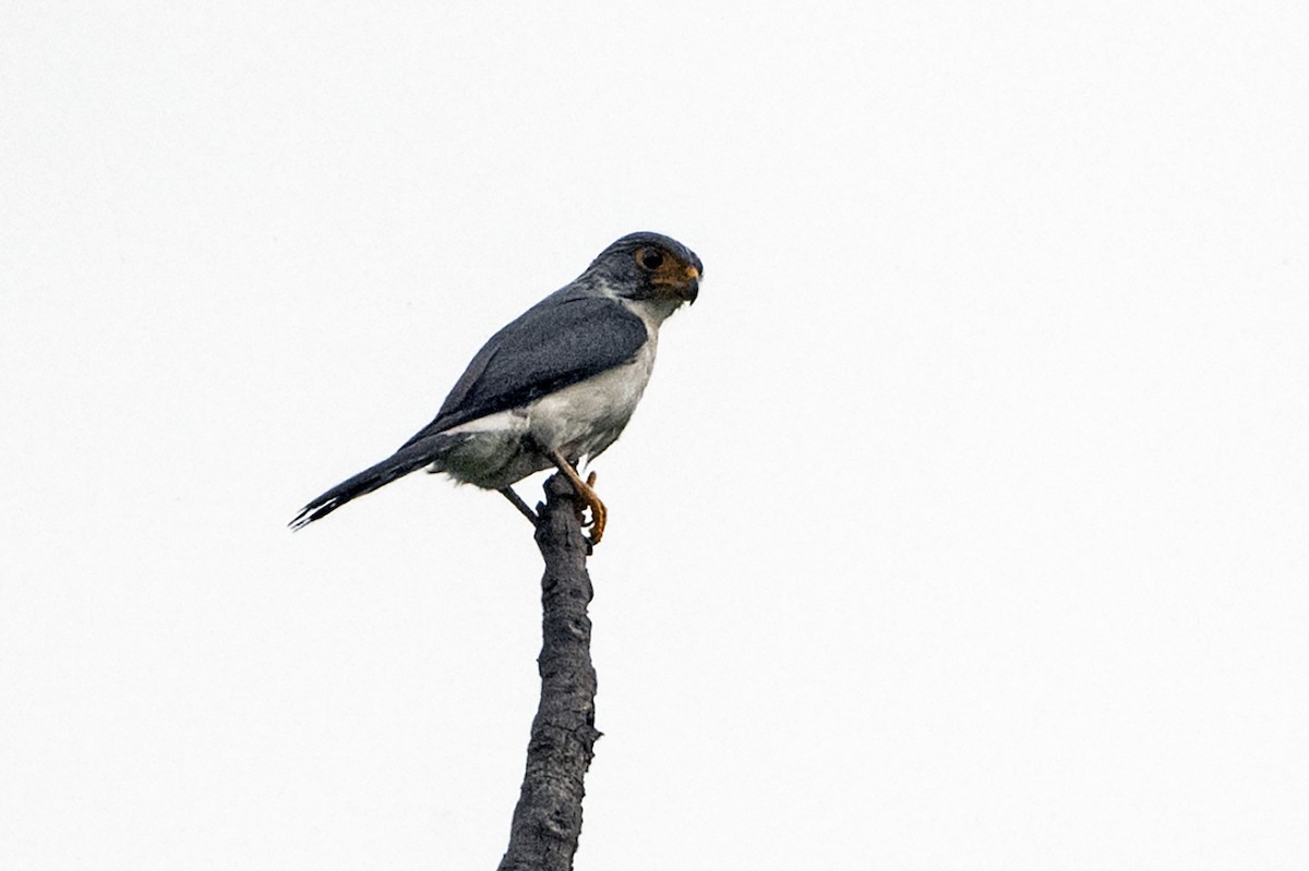 White-rumped Falcon - ML637694048