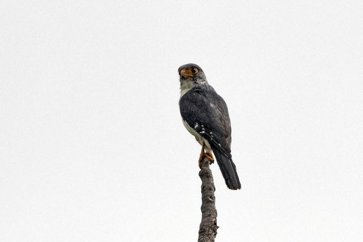 White-rumped Falcon - ML637694054