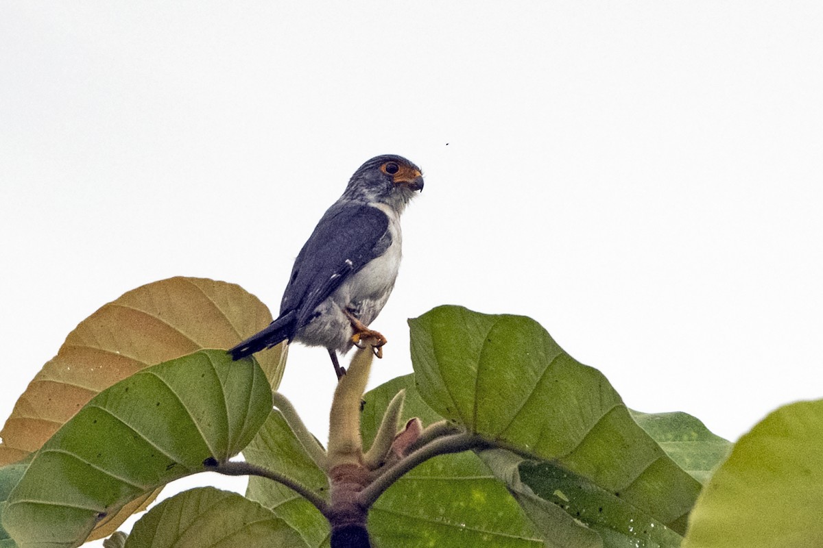 White-rumped Falcon - ML637694056