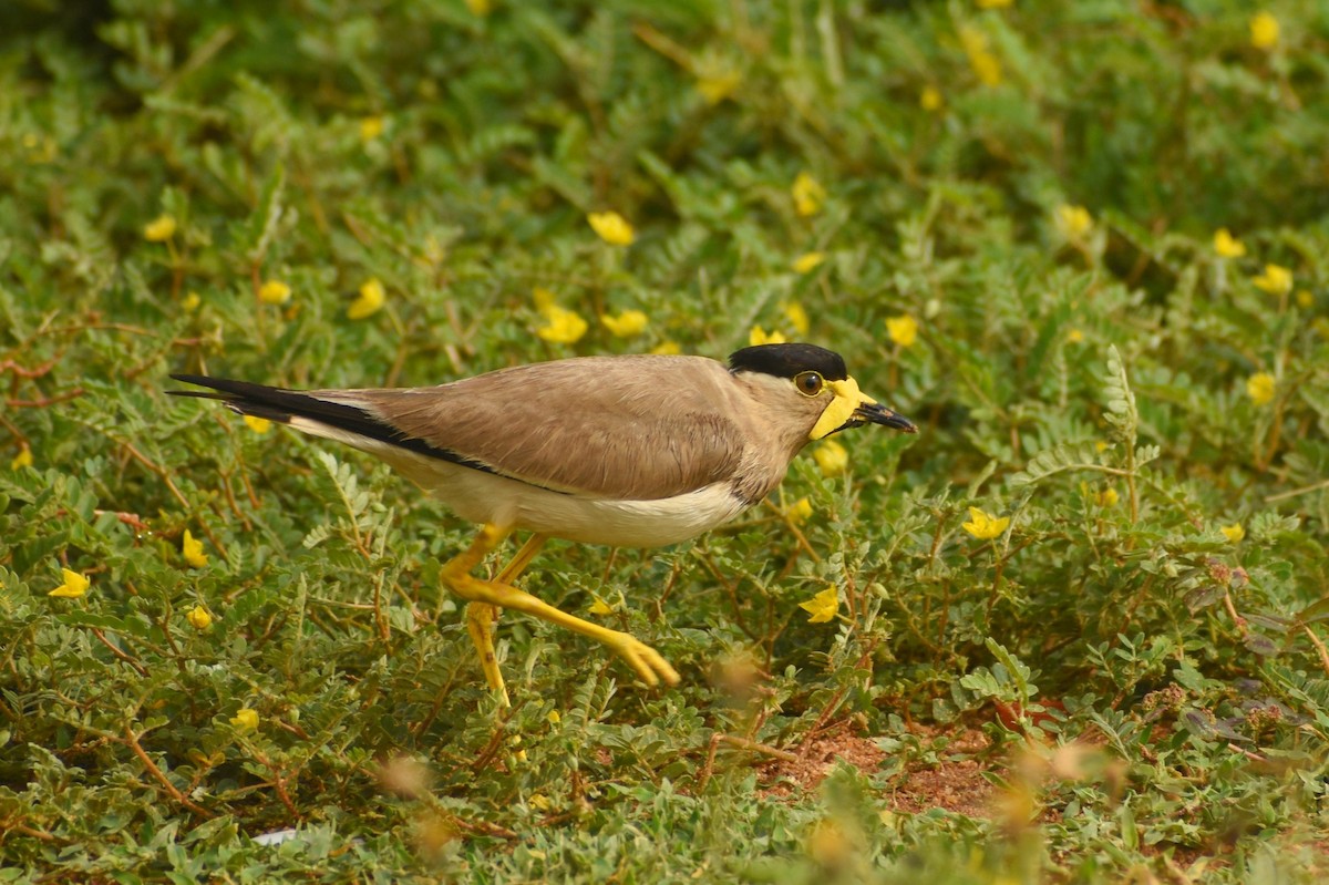 Yellow-wattled Lapwing - ML637694105