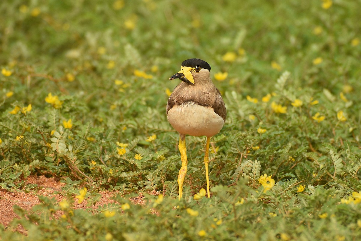 Yellow-wattled Lapwing - ML637694106
