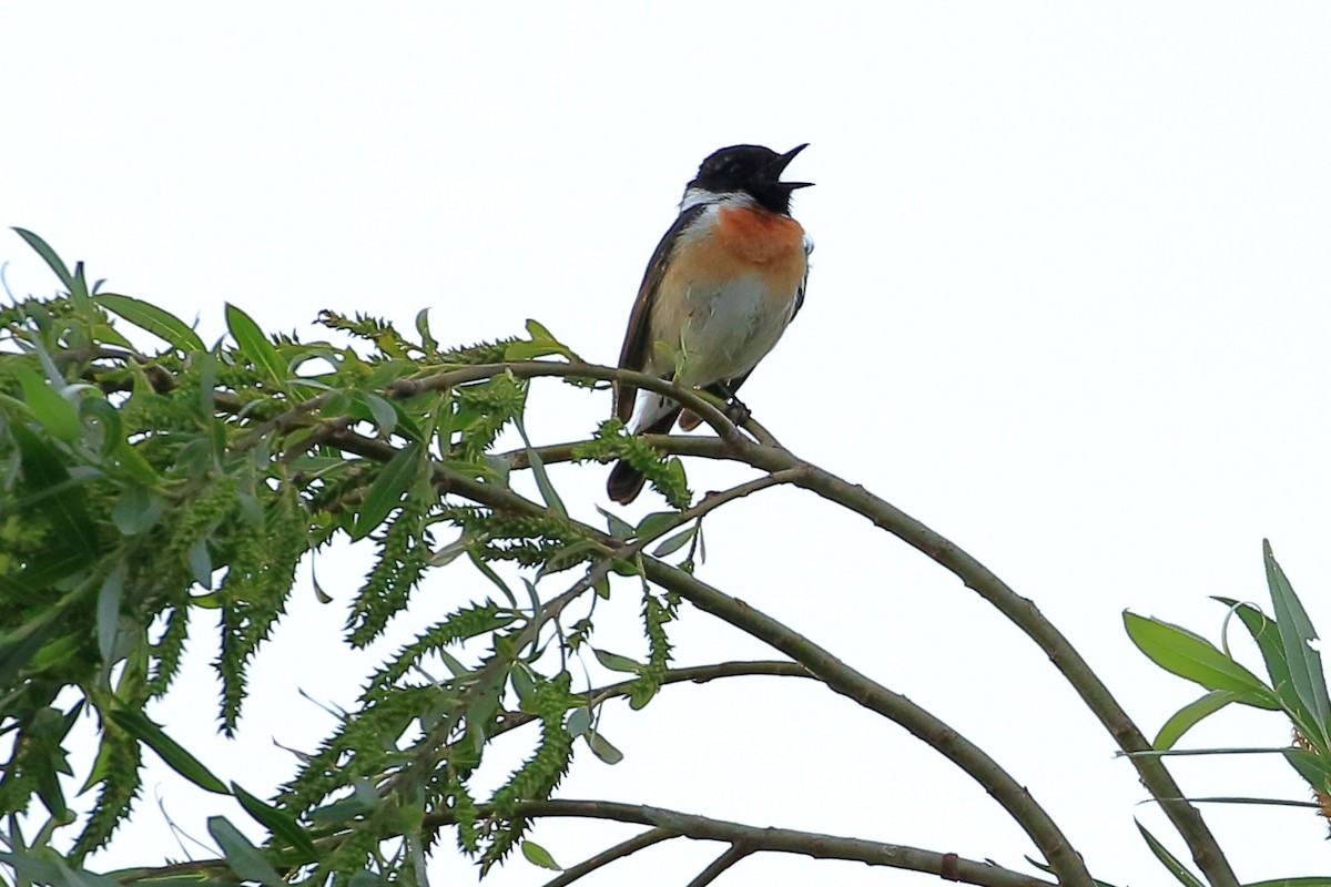 European Stonechat - ML637694125