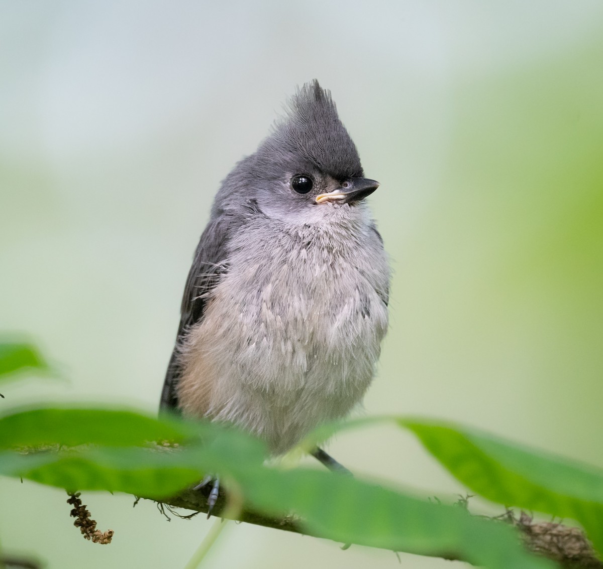 Tufted Titmouse - ML637694126