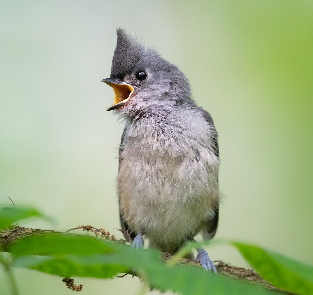 Tufted Titmouse - ML637694127