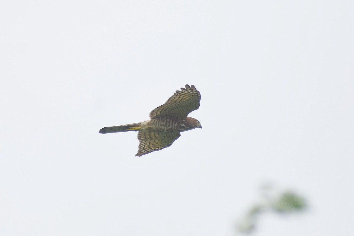 Shikra - ML637694136
