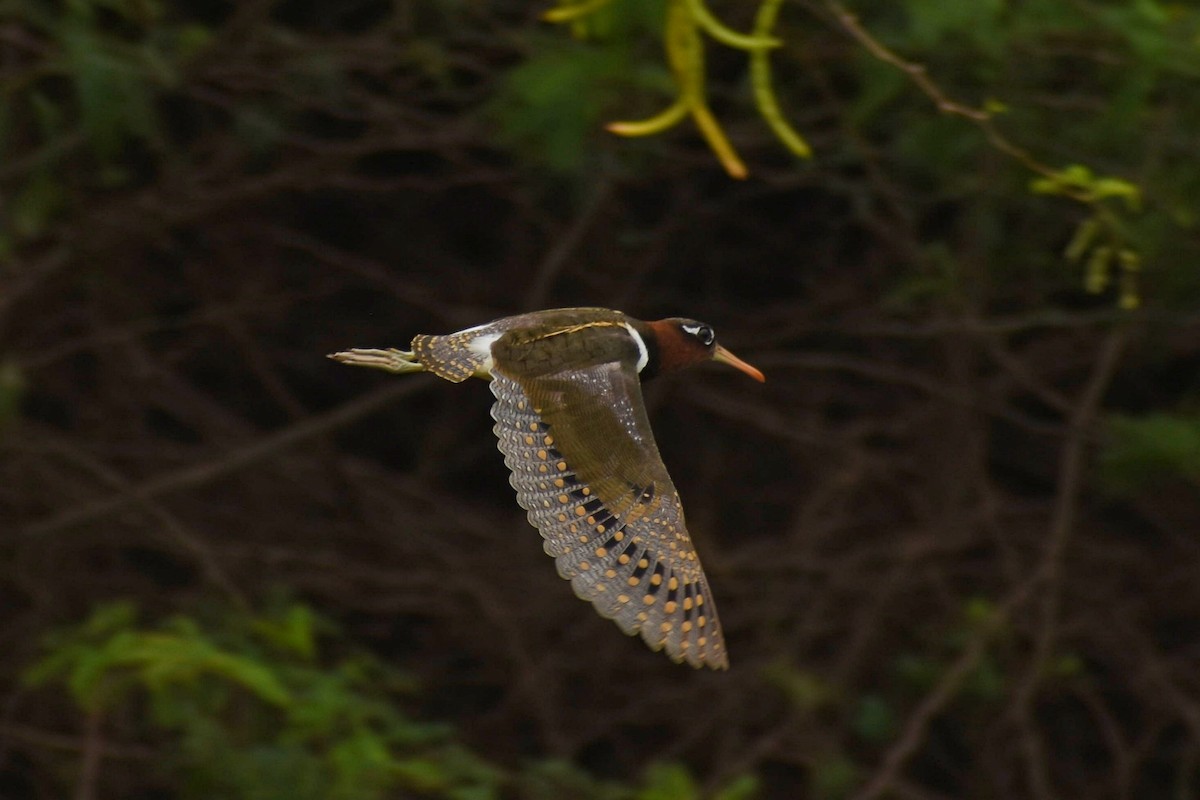 Greater Painted-Snipe - ML637694140