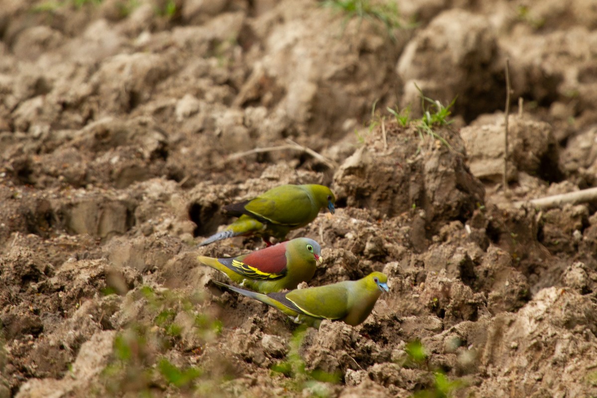 Pin-tailed Green-Pigeon - ML637694142
