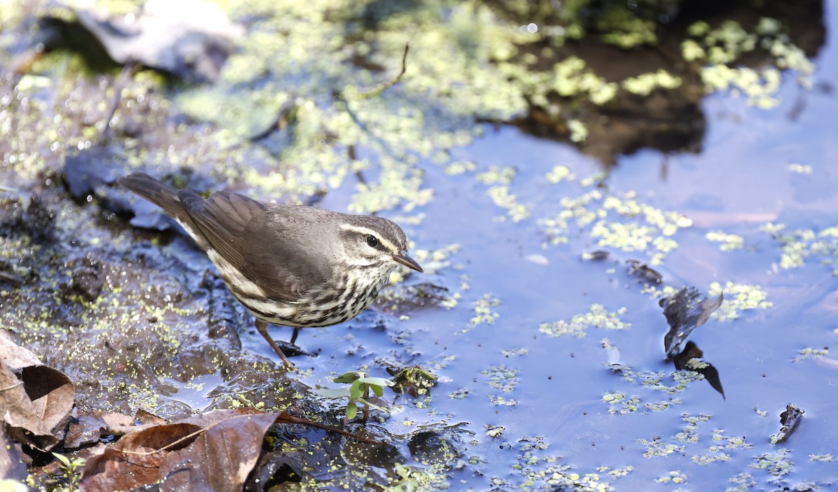 Northern Waterthrush - ML637694182
