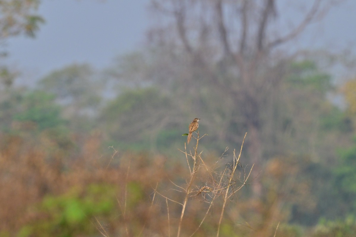 Striated Grassbird - ML637694217