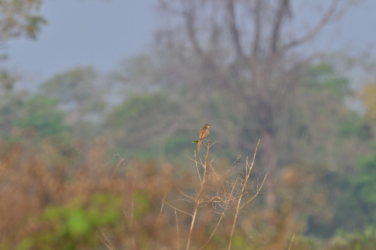 Striated Grassbird - ML637694219