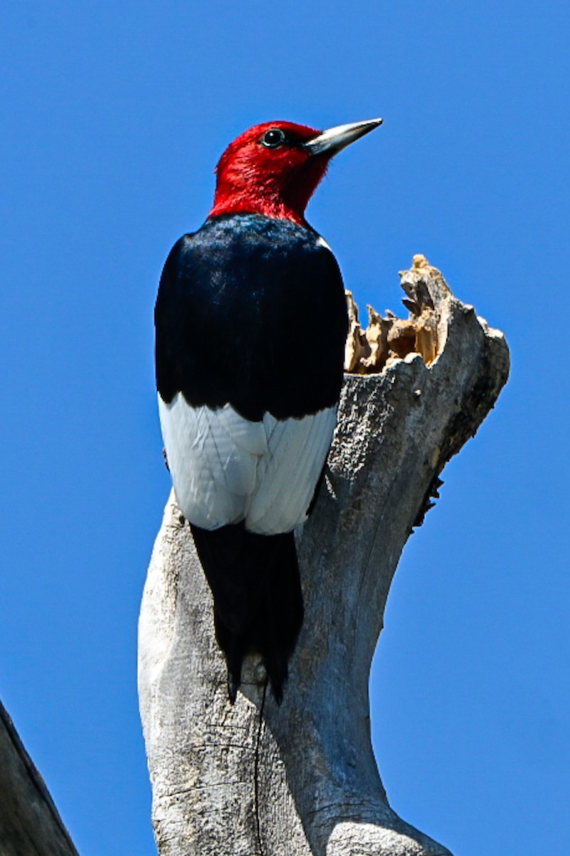 rødhodespett - ML637694234