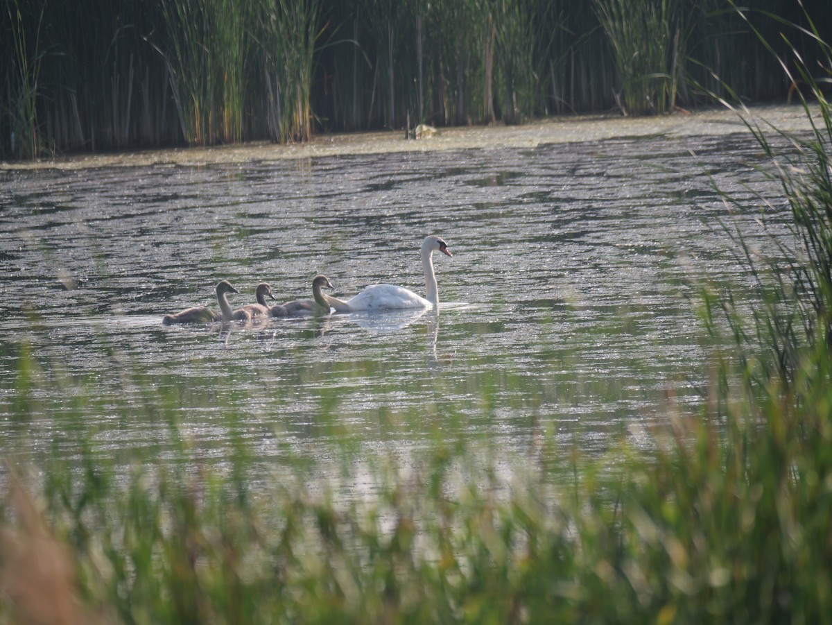Höckerschwan - ML637694261
