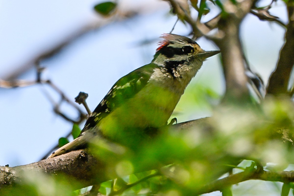 dunspett - ML637694266