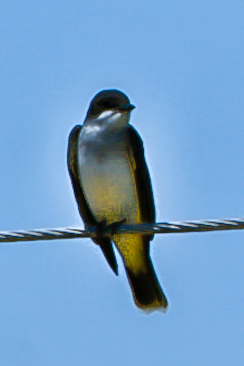 østkongetyrann - ML637694279