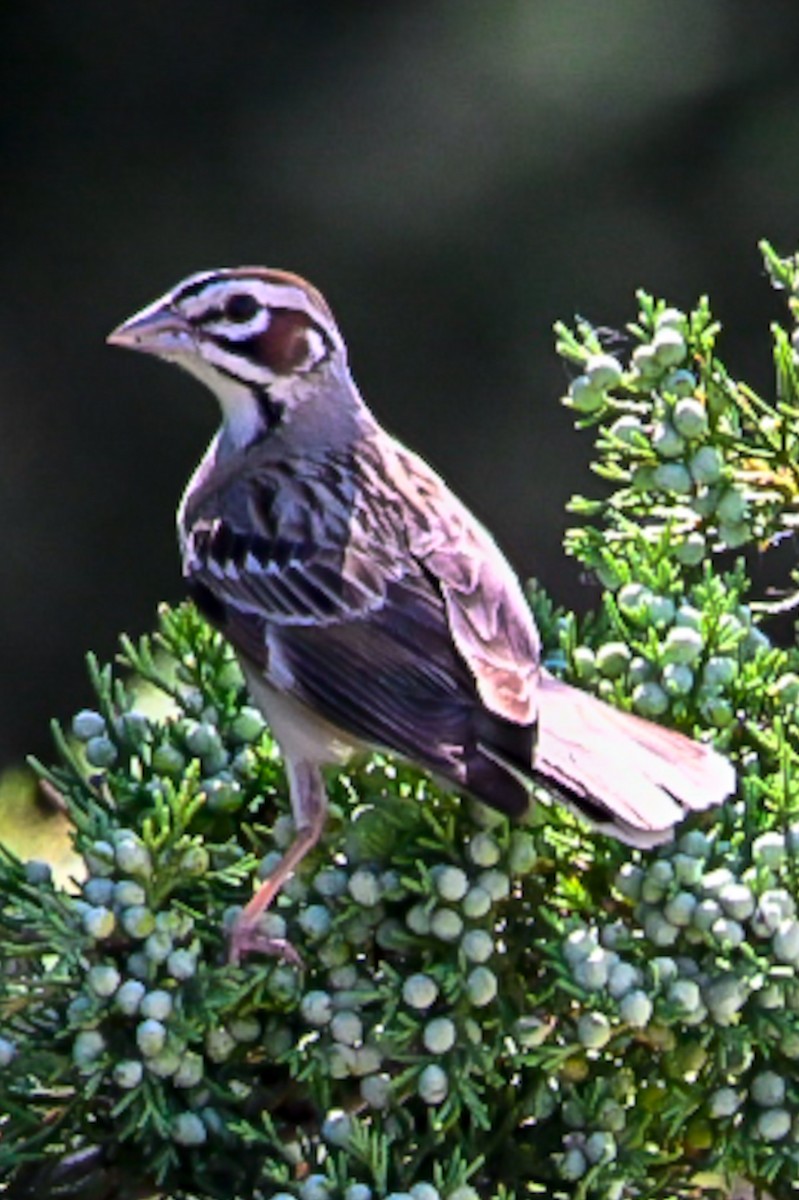 lerkespurv - ML637694283