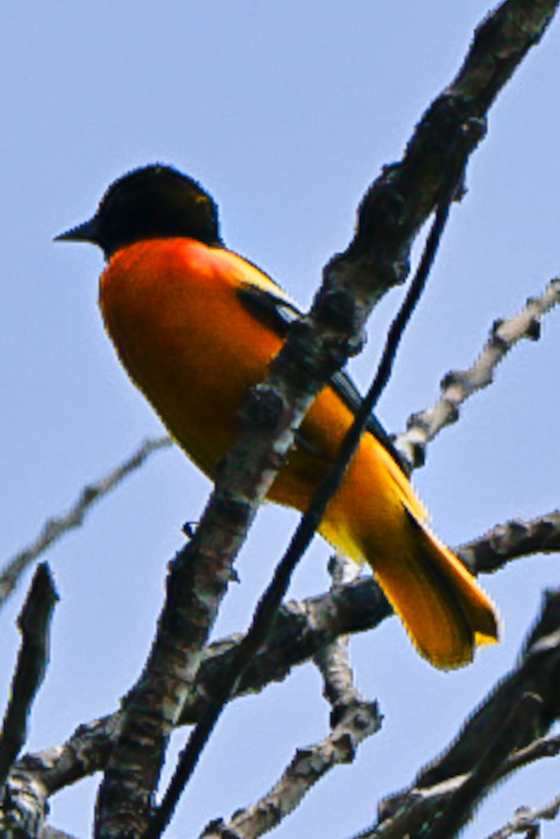 lundtrupial - ML637694292