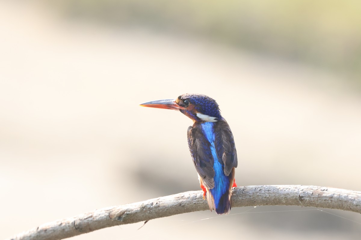 Blue-eared Kingfisher - ML637694295